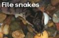 File snakes