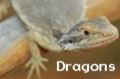 Dragons