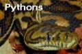 Pythons