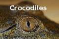 Crocodiles