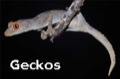 Geckos
