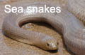 Sea snakes