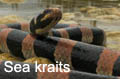 Sea kraits
