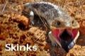 Skinks