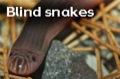 Blind snakes