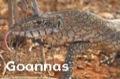 Goannas