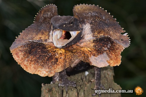 frill-necked dragon (Chlamydosaurus kingii)