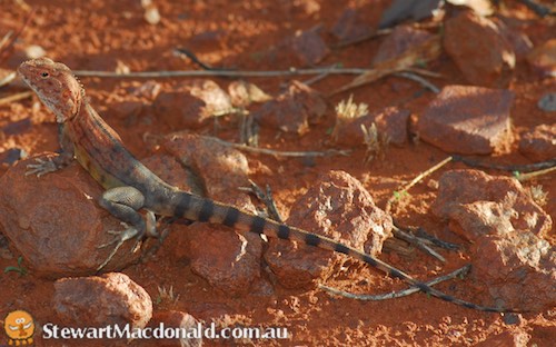 ring-tailed dragon (Ctenophorus caudicinctus)