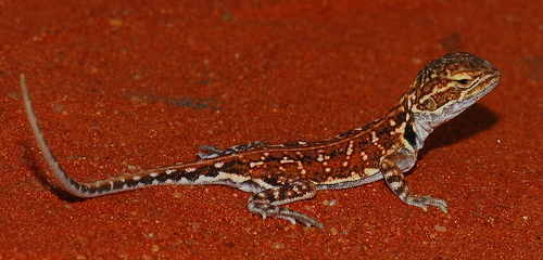 Ctenophorus Alchetron, The Free Social Encyclopedia