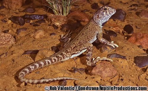 gibber dragon (Ctenophorus gibba)