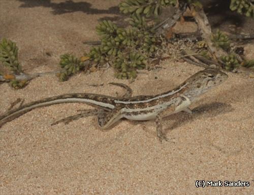 spotted military dragon (Ctenophorus maculatus)