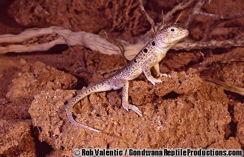 Lake Eyre dragon (Ctenophorus maculosus)