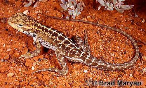 Mckenzie's dragon (Ctenophorus mckenziei)