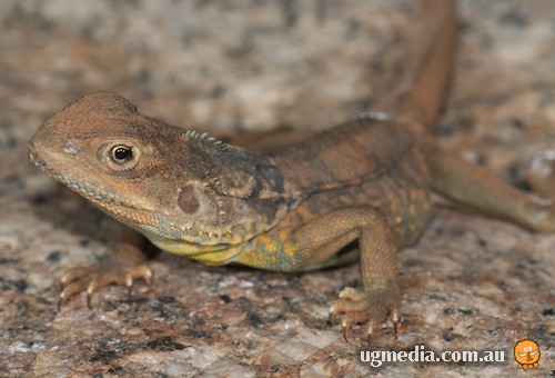red-barred dragon (Ctenophorus vadnappa)