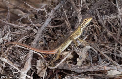 Carnarvon dragon (Diporiphora adductus)