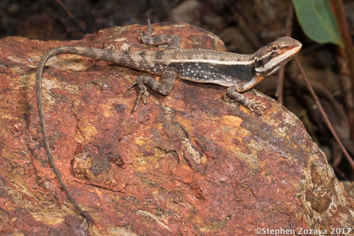 white-lipped two-lined dragon (Diporiphora albilabris)