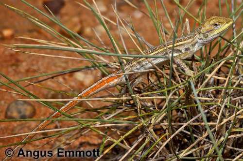 Amelia's dragon (Diporiphora ameliae)