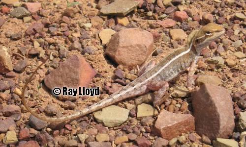 Arnhemland two-lined dragon (Diporiphora arnhemica)