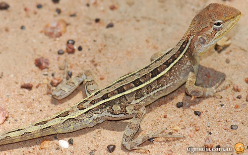 tommy roundhead (Diporiphora australis)