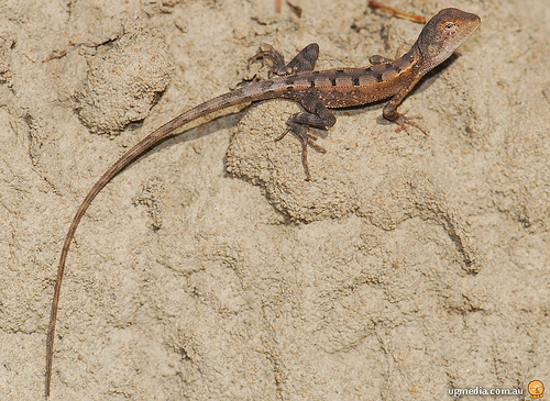 two-lined dragon (Diporiphora bilineata)