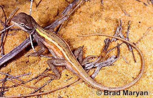 pink two-lined dragon (Diporiphora linga)
