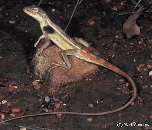 yellow-sided two-lined dragon (Diporiphora magna)