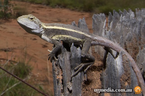 nobbi dragon (Diporiphora nobbi)