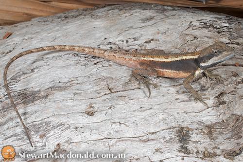 black-spined nobbi dragon (Diporiphora phaeospinosa)