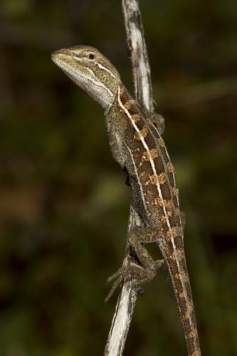 Pindan two-lined dragon (Diporiphora pindan)