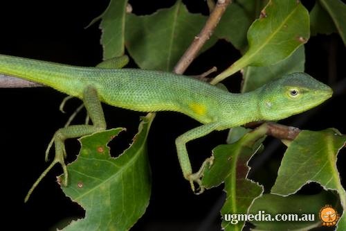superb two-lined dragon (Diporiphora superba)
