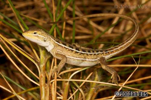southern Pilbara tree dragon (Diporiphora valens)