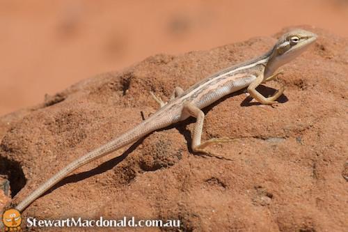canegrass dragon (Diporiphora winneckei)