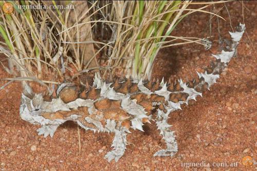 thorny devil (Moloch horridus)