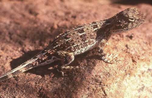 centralian earless dragon (Tympanocryptis centralis)