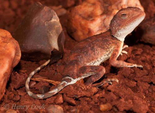 pebble dragon (Tympanocryptis cephalus)