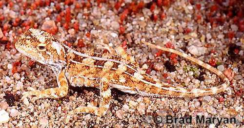 Nullarbor earless dragon (Tympanocryptis houstoni)