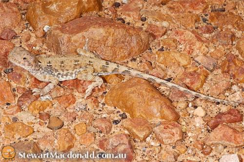gibber earless dragon (Tympanocryptis intima)