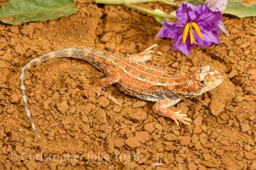 lined earless dragon (Tympanocryptis lineata)