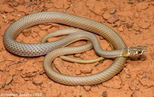 Crackdwelling whipsnake (Demansia rimicola) at the Australian Reptile