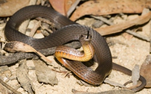 mustard-bellied snake (Drysdalia rhodogaster)