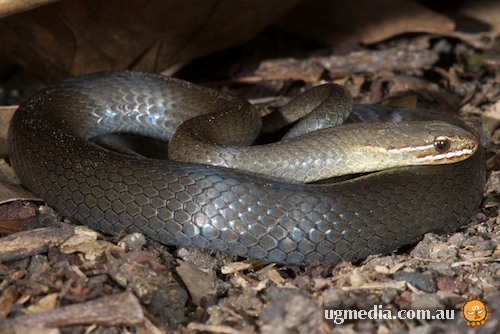 Baby Marsh Snake