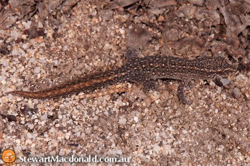 clawless gecko (Crenadactylus ocellatus)