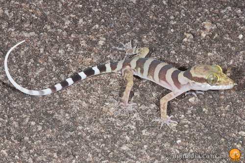 Coastal Ring Tailed Gecko Coastal Ring Tailed Gecko