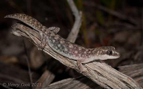 speckled stone gecko (Diplodactylus polyophthalmus)