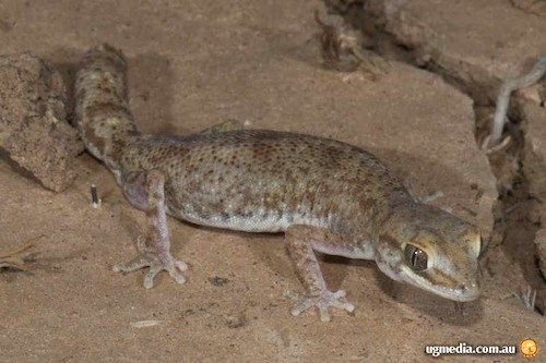 Tessellated gecko (Diplodactylus tessellatus) at the Australian Reptile