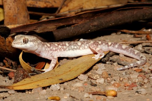 Main's ground gecko (Lucasium maini) at the Australian Reptile Online