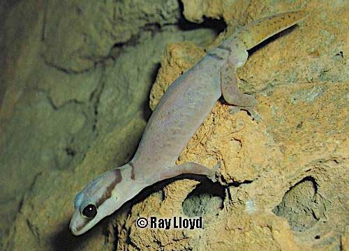 Quinkan velvet gecko (Oedura jowalbinna)