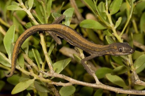 southern phasmid gecko (Strophurus jeanae)