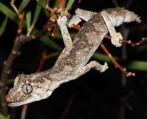 Kristin's gecko (Strophurus krisalys)