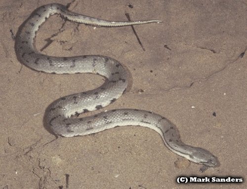 Australian bockadam (Cerberus australis)
